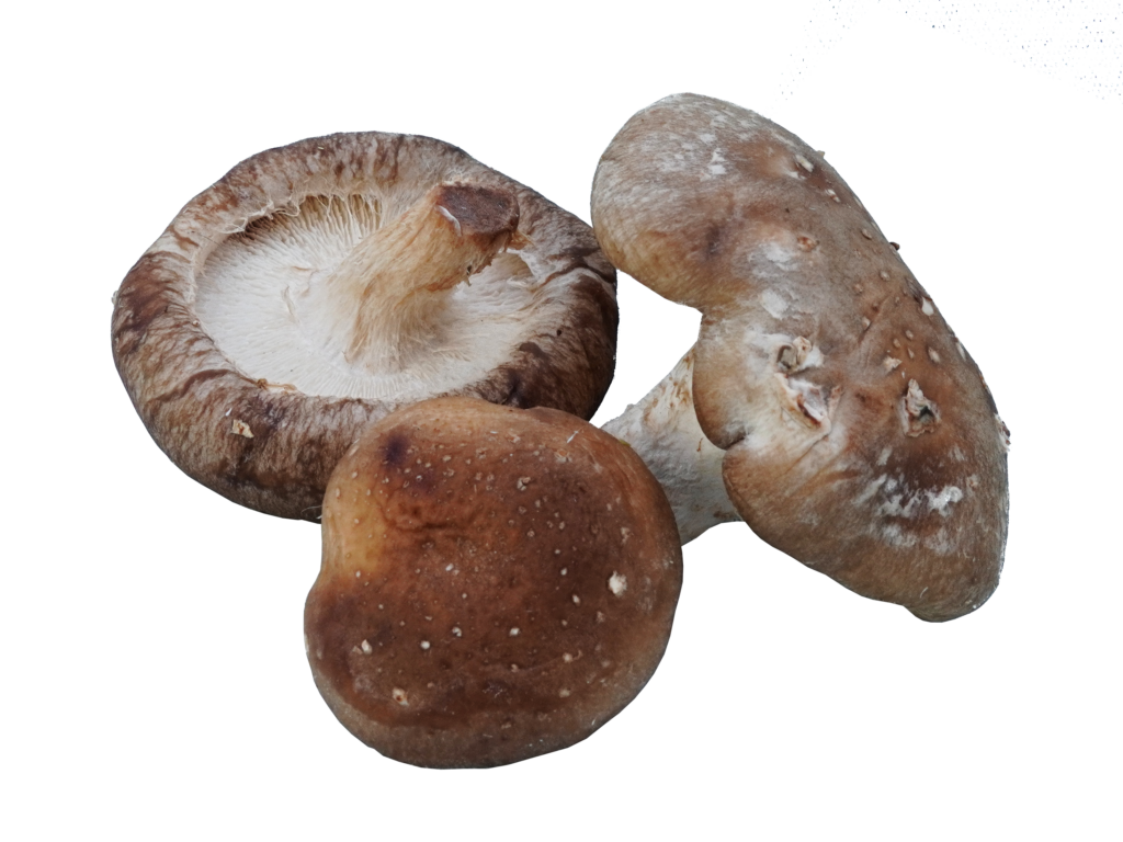 Shiitake Hauser Biokiste